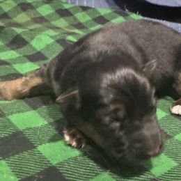 Dion - Black and red male German Shepherd puppy in Charlottesville, Virginia from AB_Elite_GSD