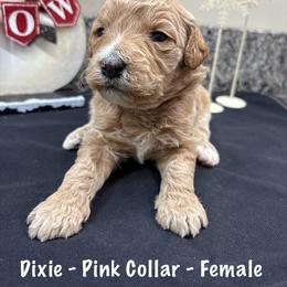 Dixie - Cream female Goldendoodle puppy in Annville, Pennsylvania from Bellegrove Goldendoodles