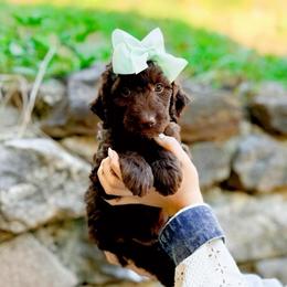 Aspen - Chocolate female Goldendoodle puppy in North Carolina from Tuxedo Mountain Doodles