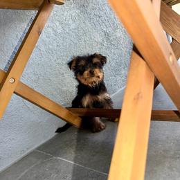 Kion - Black and gold male Yorkshire Terrier puppy in Fort Myers, Florida from Katherine’s Yorkies and Poodles