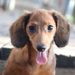 Kinky - Red female Dachshund puppy in Azle, Texas from American Dachshunds
