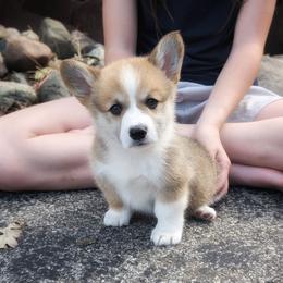 York - Red male Pembroke Welsh Corgi puppy in Coleman, Michigan from Salt Creek Farm Dogs