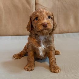 Royal Blue Boy - Caramel red male Australian Labradoodle puppy in West Union, South Carolina from Golden Corner Labradoodles, LLC