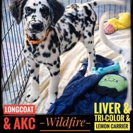 Wildfire - White and black female Dalmatian puppy in Salem, Missouri from Paradise Spots Dalmatians