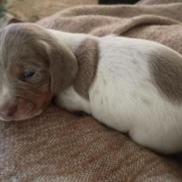 Taco - Fawn (isabella) and tan male Dachshund puppy in Sacramento, California from Family and Farm Friendly Dachshund