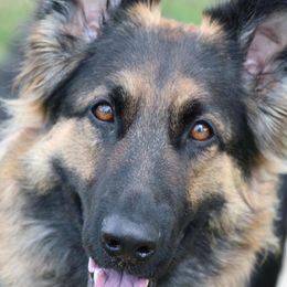 Luna - German Shepherd