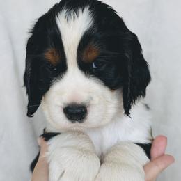 Sherrif - Black white and tan male English Springer Spaniel puppy in Casa Grande, Arizona from The Spaniel Garden