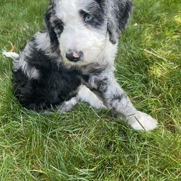 Bernedoodle Puppies from Lovey Dovey Bernedoodles