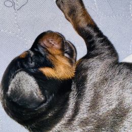 Doberman Pinscher Puppies from TeatreeDoberman