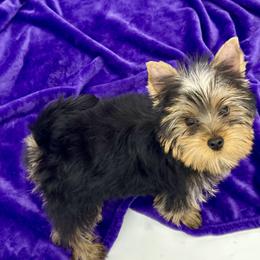 Penny - Black and tan female Yorkshire Terrier puppy in Sandy Hook, Kentucky from The Royal Yorkie Den LLC