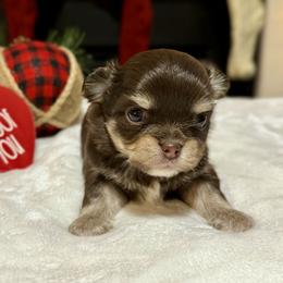Chihuahua Puppies from Sunset Eves Chihuahuas