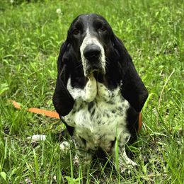 Gabby - Basset Hound
