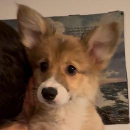 AKC Green - Red male Pembroke Welsh Corgi puppy in Summerfield, Florida from Promise Land Farm