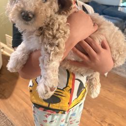 Cockapoo and Goldendoodle Puppies from Jax Doodles