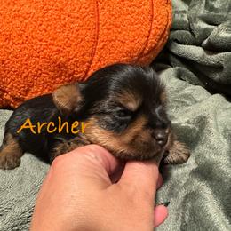 Archer (AKC Tiny) - Black and tan male Yorkshire Terrier puppy in Fairview, West Virginia from Prims Puppies LLC