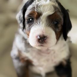 Red Boy - Blue merle male Bernedoodle puppy in Fort Gibson, Oklahoma from Waggle Doodles
