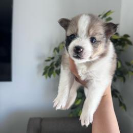Cookie - Silver and white female Pomsky puppy in Goodyear, Arizona from Velvet Pomskies