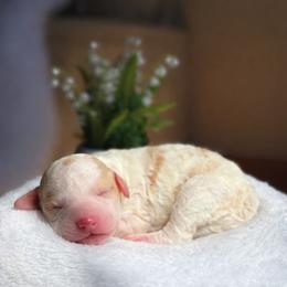 John - Parti male Goldendoodle puppy in Urbana, Illinois from ZaraDoodles
