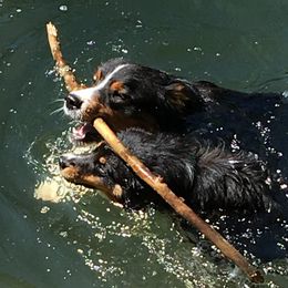 Australian Shepherds from Sunrock Kennel