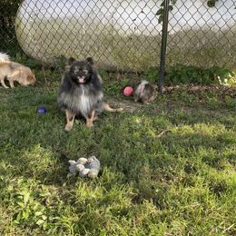 Pomeranian Puppies from Rocky Branch Poms