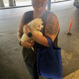 Coton de Tulear and Poodle Puppies from Legacy Pets