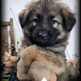 Hawk - Sable male German Shepherd puppy in Sequim, Washington from German Shepherd Haus
