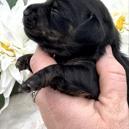 Denim - Black and tan female Dachshund puppy in Exeter, California from Sawtooth Miniature Dachshunds