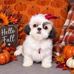 Ivory - Tricolor female Shih Tzu puppy in Phoenix, Arizona from Spoiled ShihTzu LLC