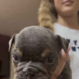 Bulldog Puppies from Royal Fade Bulldogs