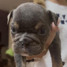 Bulldog Puppies from Royal Fade Bulldogs