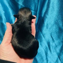 Girl 1 - Red brindle female Havanese puppy in Running Springs, California from Shadycove K9