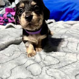 Dachshund Puppies from GypsyDox