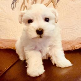 Dior - Wheaten female Miniature Schnauzer puppy in Byron, Georgia from Smilee Schnauzers