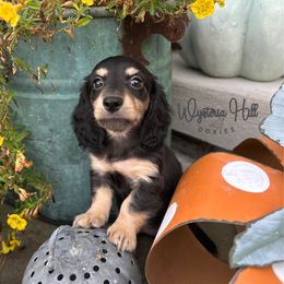 Black and cream girl - Black and cream female Dachshund puppy in Bryan, Ohio from Wysteria Hill Doxies