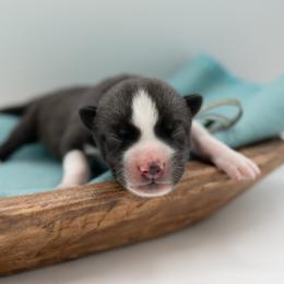 Fernando - Agouti and white male Siberian Husky puppy in Meadow Vista, California from Thistle Hill Siberians
