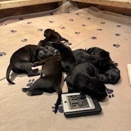 First photo of Litter - Black sable Belgian Malinois puppy in Franklin County, Missouri from Tomy K9 Support Services
