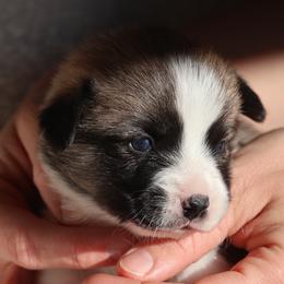 Darla - Sable female Pembroke Welsh Corgi puppy in Morgantown, Pennsylvania from Goldstar Puppies (License Number 18519)