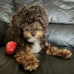 Bernedoodle, Cavapoo, Double Doodle, and Goldendoodle Puppies from Liberty Acres of Ohio