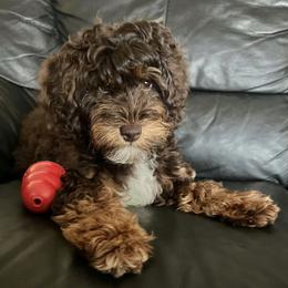 Bernedoodle, Cavapoo, Double Doodle, and Goldendoodle Puppies from Liberty Acres of Ohio