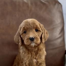 Red - Red  female Goldendoodle puppy in St George, Utah from Doodle Bears of Southern Utah