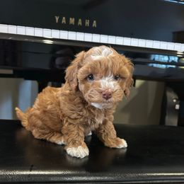 Cinnamon - Red and white female Cockapoo puppy in Powell, Wyoming from Doodles of Joy