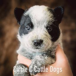 Boy 5 - Blue male Australian Cattle Dog puppy in Blackfoot, Idaho from Circle C Australian Cattle Dogs