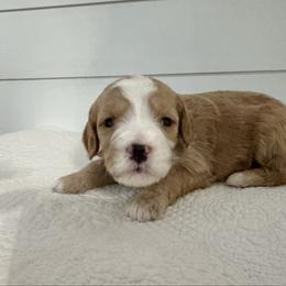 Sable - Red  female Goldendoodle puppy in Stanford, Kentucky from Holloway Goldendoodles