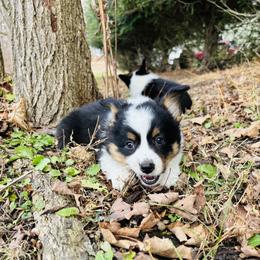 Pembroke Welsh Corgi Puppies from Trowbridge Corgis