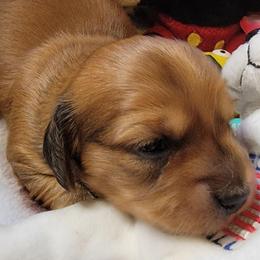 Sunny Boy - Red male Dachshund puppy in Terlton, Oklahoma from CLARK'S BREEDING PROGRAM