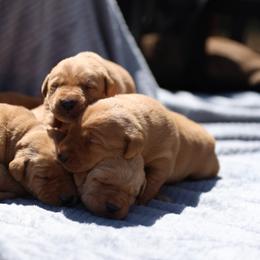 Labrador Retriever Puppies from J and D Retrievers