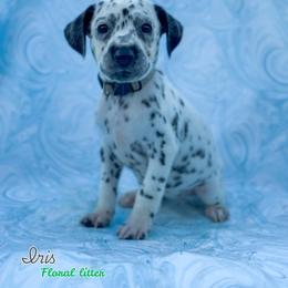 Iris - White and black female Dalmatian puppy in Whitwell, Tennessee from Rock a Dalmatian “RockADal”