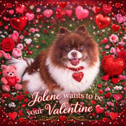 Jolene - Chocolate parti female Pomeranian puppy in Oologah, Oklahoma from GG's Pomeranians