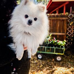 Oso - Pomeranian