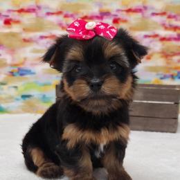 Mia - Blue and gold female Yorkshire Terrier puppy in Monticello, Iowa from Ashley’s Puppies